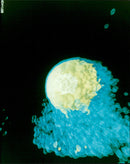 Modelling of the Ampte artificial comet - Vintage Photograph