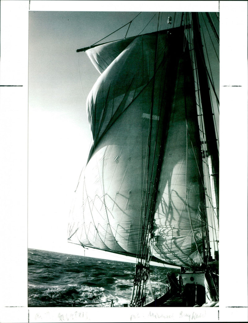 "Albatros" - Vintage Photograph