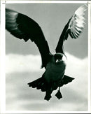 Flying bird - Vintage Photograph