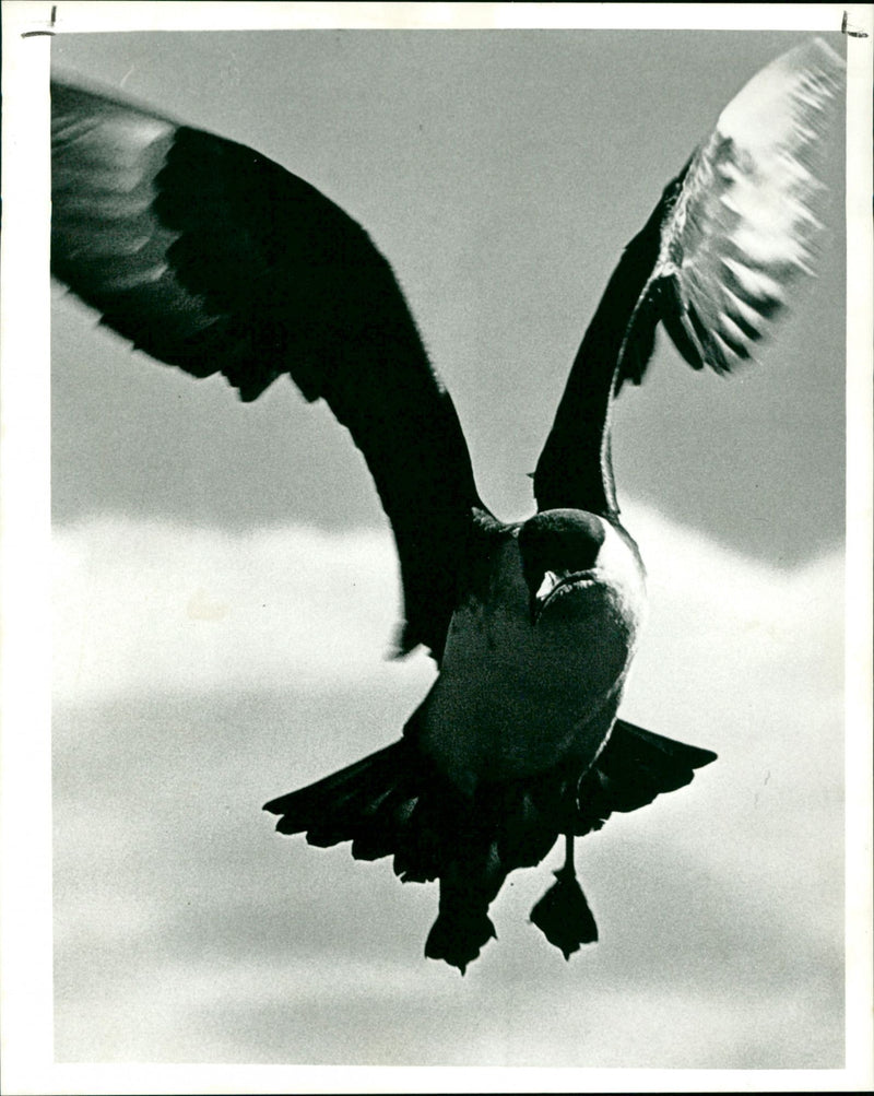 Flying bird - Vintage Photograph