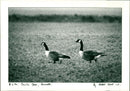 Canada Geese - Vintage Photograph