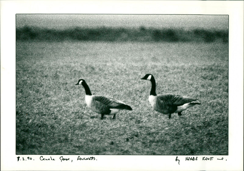 Canada Geese - Vintage Photograph