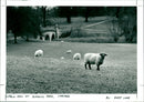 Suffolk Ram - Vintage Photograph