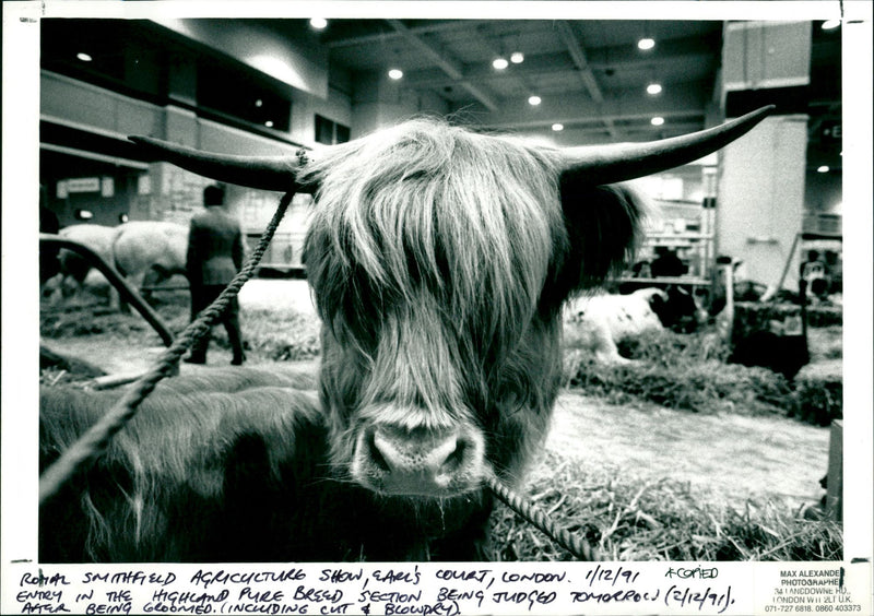 Royal Smithfiled Agriculture Show - Vintage Photograph