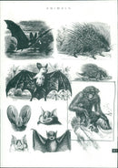 CHECKED 3 1 AUG 1994
ANIMALS 311
CHECKED 31 AUG 1994 - Vintage Photograph