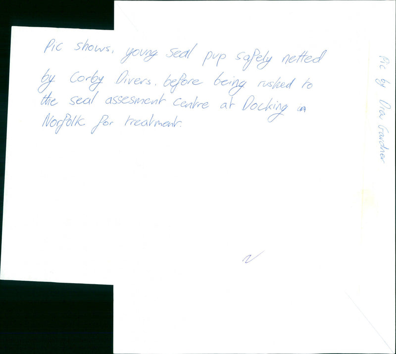 Seals - Vintage Photograph