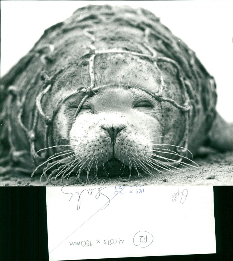 Seals - Vintage Photograph