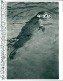Seal - Vintage Photograph
