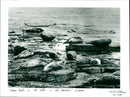 Seals - Vintage Photograph