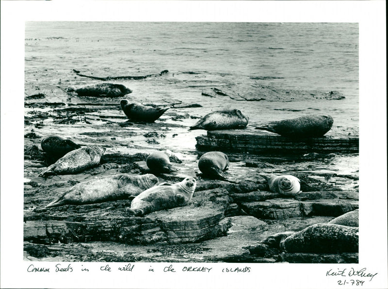 Seals - Vintage Photograph