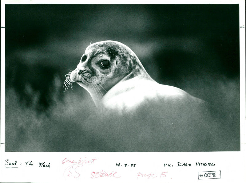 Seals - Vintage Photograph