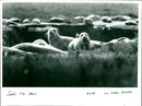 Seals - Vintage Photograph