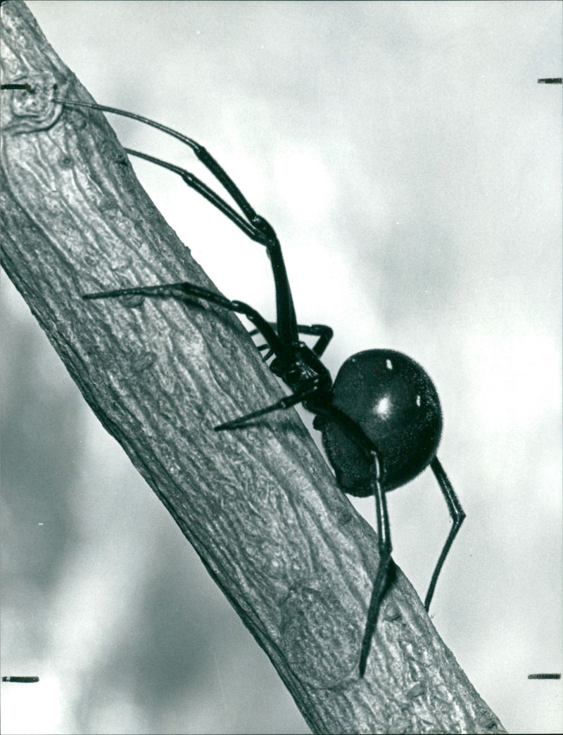 Black Widow Spiders - Vintage Photograph