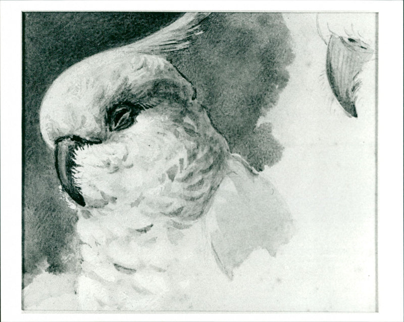 Bird painting - Vintage Photograph