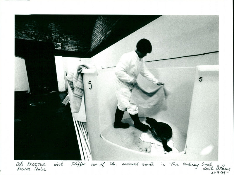 Seals - Vintage Photograph