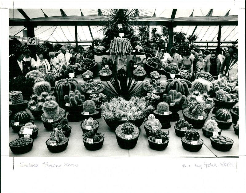 Chelsea Flower Show - Vintage Photograph