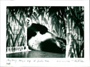 Panda - Vintage Photograph