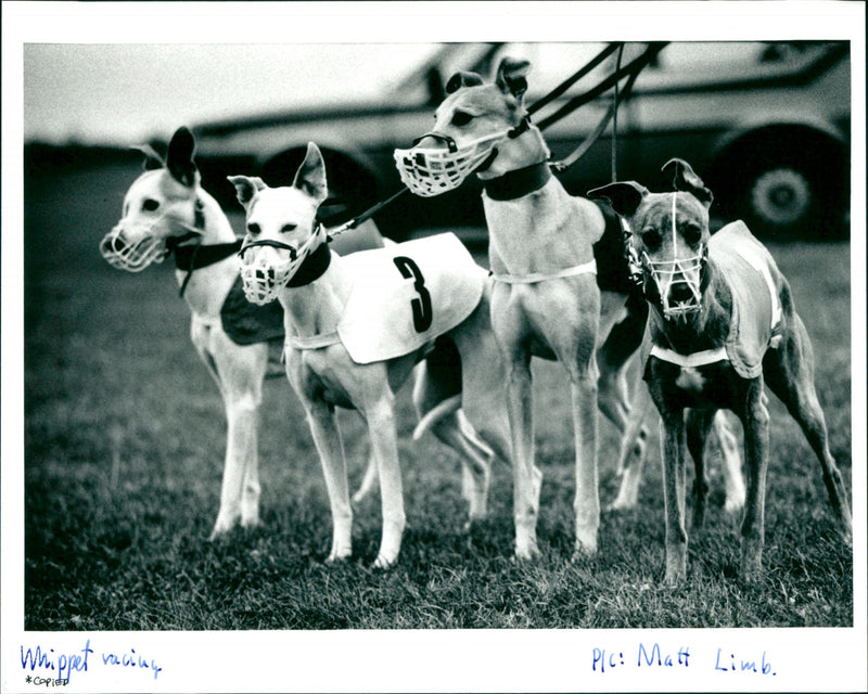 Whippet racing - Vintage Photograph
