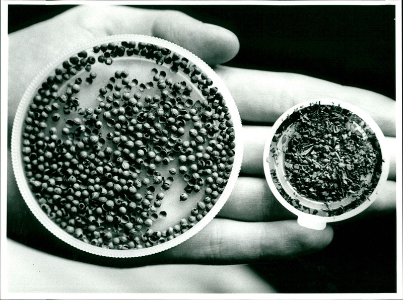 Tutankhamun's Seeds - Vintage Photograph