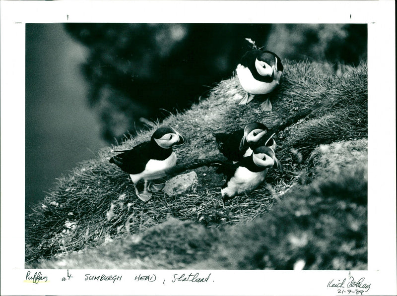 Puffins - Vintage Photograph