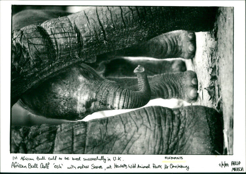 Elephants - Vintage Photograph