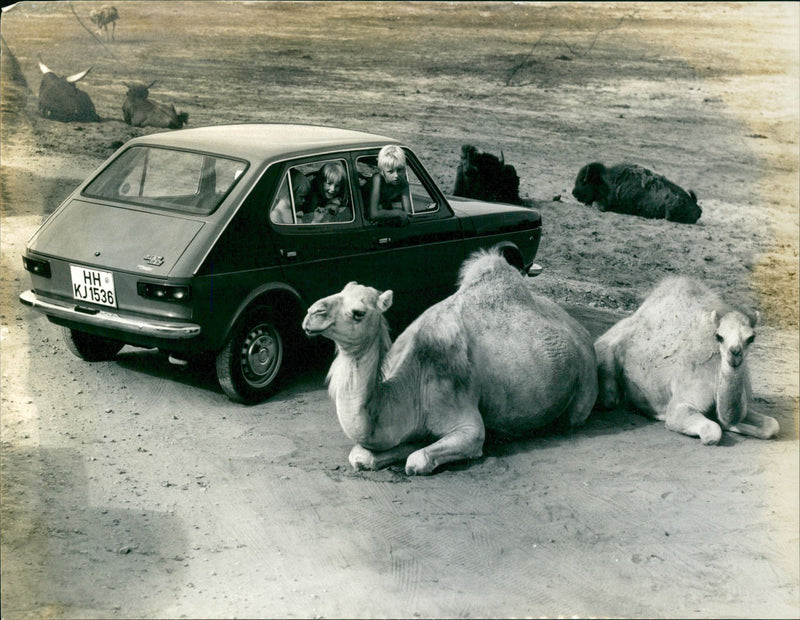 Various Cars - Vintage Photograph