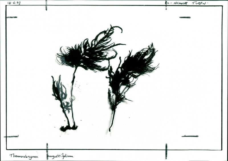 Thamnobryum angustifolium - Vintage Photograph