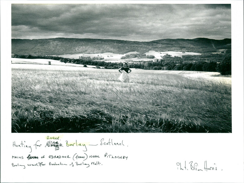 Rogue Barley - Vintage Photograph