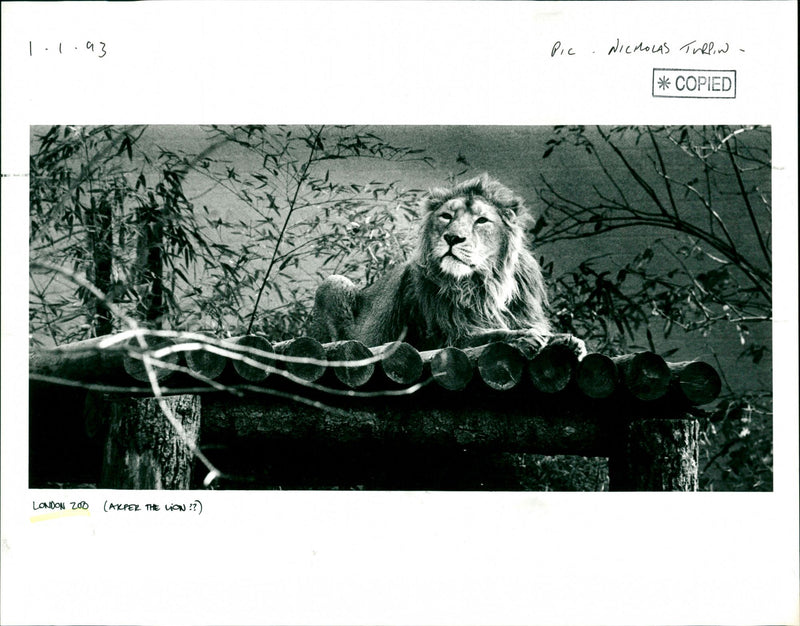 London Zoo - Vintage Photograph