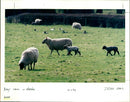 Sheep - Vintage Photograph