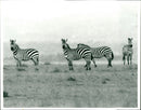 Zebra. - Vintage Photograph