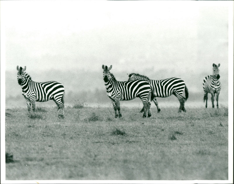 Zebra. - Vintage Photograph