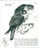 Merlin - Vintage Photograph