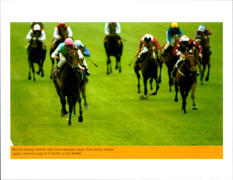 Irish Oaks - Vintage Photograph