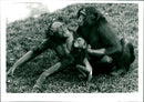 Monkeys - Vintage Photograph