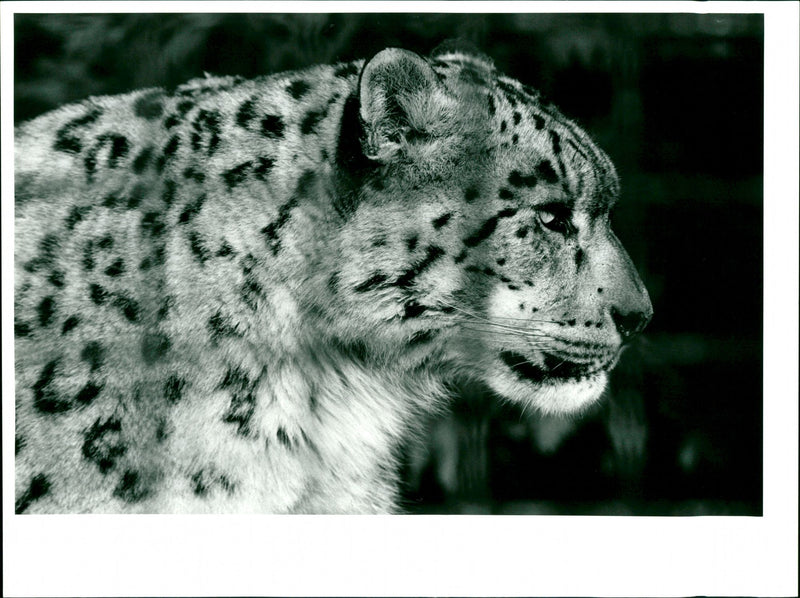 Snow Leopard - Vintage Photograph