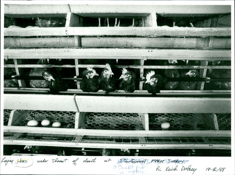 Hens - Vintage Photograph