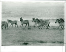 Zebra. - Vintage Photograph