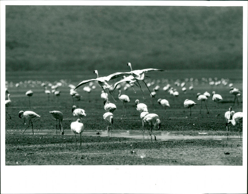 Flamingoes. - Vintage Photograph