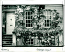 Wisteria - Vintage Photograph