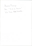 American Flamingo - Vintage Photograph