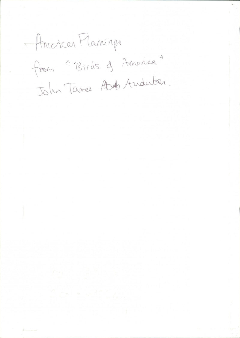 American Flamingo - Vintage Photograph