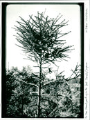 Chernobyl Leaves - Vintage Photograph