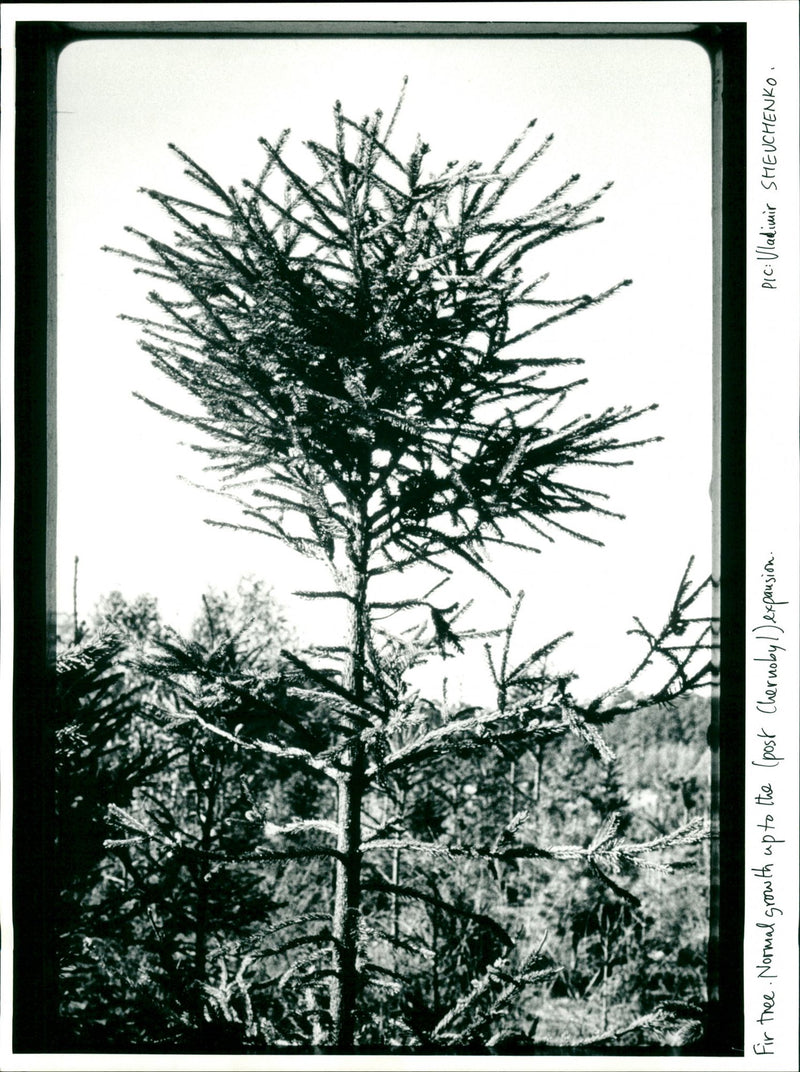 Chernobyl Leaves - Vintage Photograph