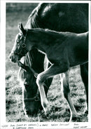 Foal and Mare - Vintage Photograph
