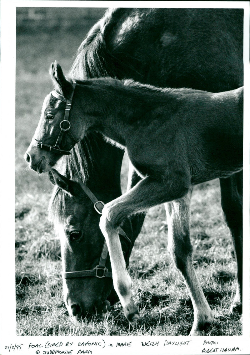 Foal and Mare - Vintage Photograph