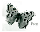 Butterfly - Vintage Photograph