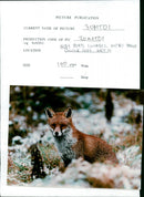 Fox Squirrel - Vintage Photograph