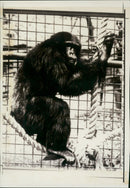 Monkey - Vintage Photograph