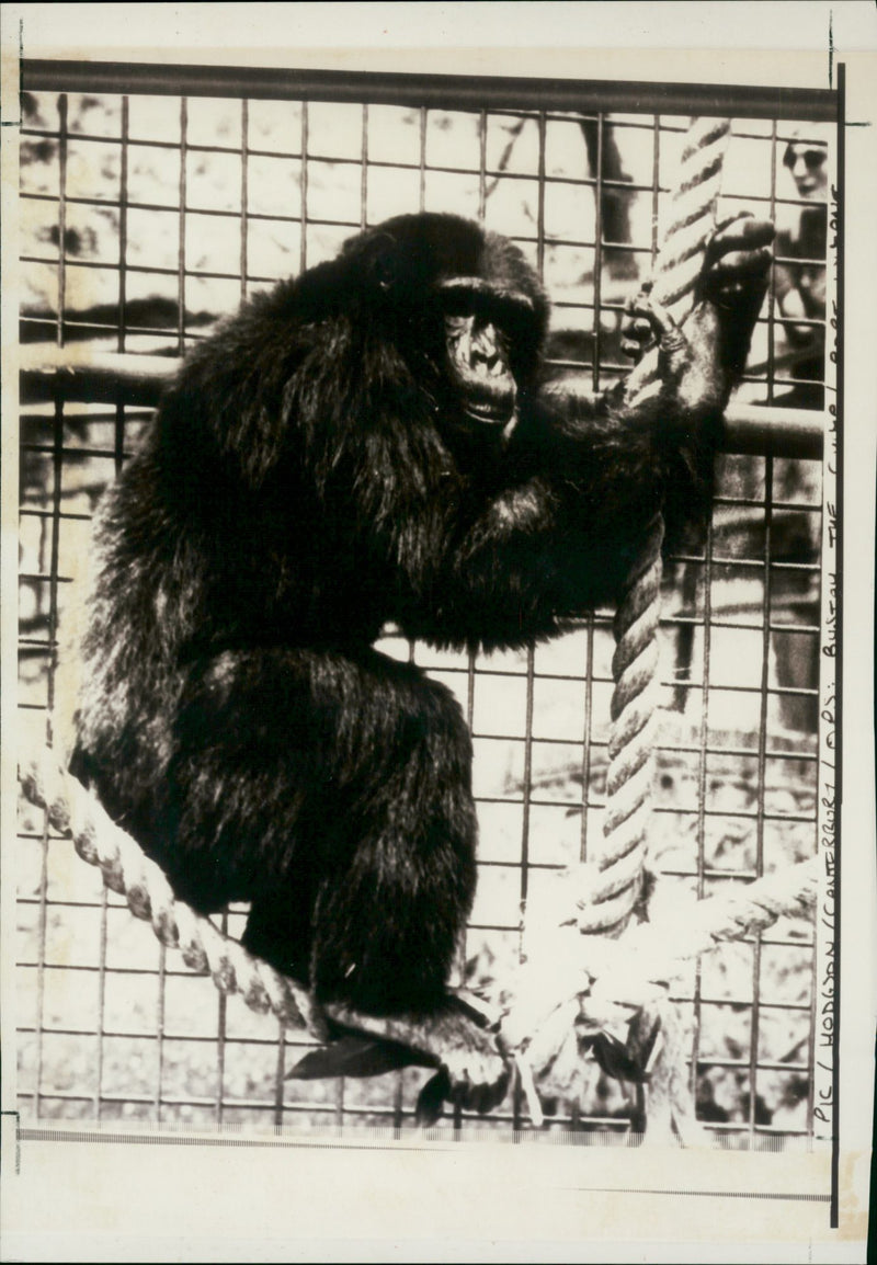Monkey - Vintage Photograph